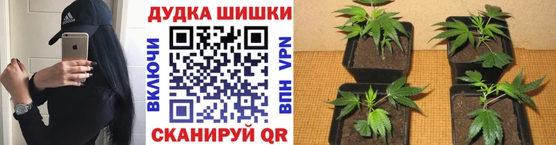 продажа наркотиков  Юрга  Марихуана марихуана 